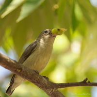 Pale-billed-Flowerpecker