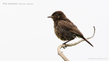 Pied-Bushchat-(Saxicola-caprata)-1
