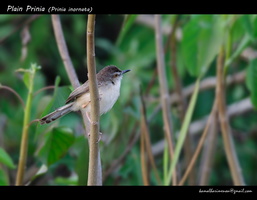 Plain-Prinia-(Prinia-inornata)