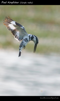 Pied-Kingfisher-(Ceryle-rudis)