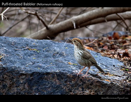 Puff-throated-Babbler-(Pellorneum-ruficeps)
