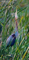 Purple-Heron-(Ardea-purpurea)