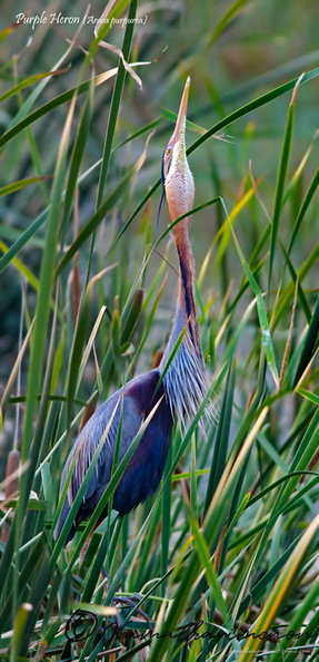 Purple-Heron-(Ardea-purpurea).jpg