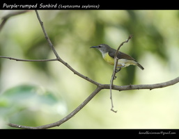 Purple-rumped Sunbird (Leptocoma zeylonica)