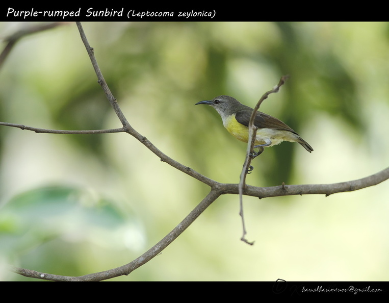 Purple-rumped Sunbird (Leptocoma zeylonica).jpg