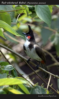 Red-whiskered Bulbul (Pycnonotus jocosus)