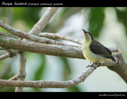 Purple-Sunbird-(Cinnyris-asiaticus)
