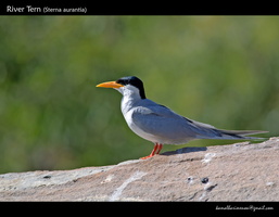 River-Tern-(Sterna-aurantia)