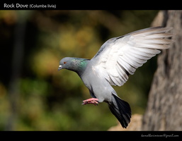 Rock-Dove-(Columba-livia)