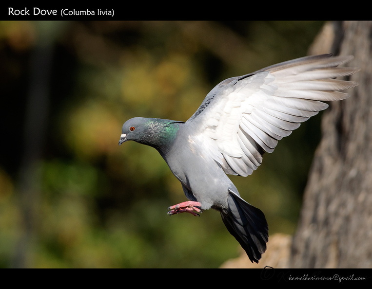 Rock-Dove-(Columba-livia).jpg