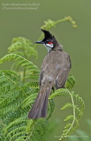 Red-whiskered Bulbul (Pycnonotus jocosus)-1
