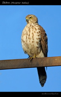 Shikra-(Accipiter-badius)