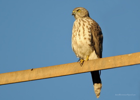 Shikra-(Accipiter-badius)1