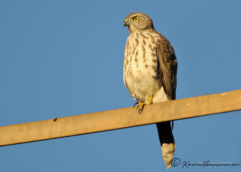 Shikra-(Accipiter-badius)1.jpg