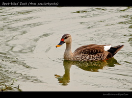 Spot-billed-Duck-(Anas-poecilorhyncha)