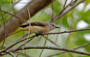 Small-Minivet-(Pericrocotus-cinnamomeus)