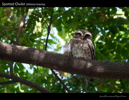 Spotted-Owlet-(Athene-brama)