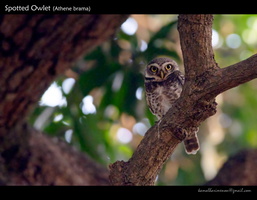 Spotted-Owlet-(Athene-brama)-1