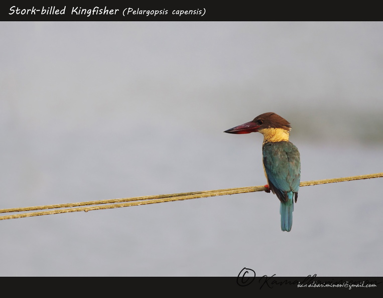 Stork-billed Kingfisher (Pelargopsis capensis).jpg