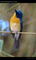 Tickell's-Blue-flycatcher-(Cyornis-tickelliae)-1