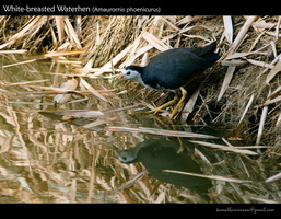 White-breasted-Waterhen-(Amaurornis-phoenicurus)