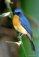 Tickell's-Blue-Flycatcher
