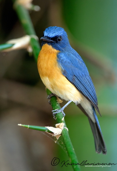 Tickell's-Blue-Flycatcher.jpg