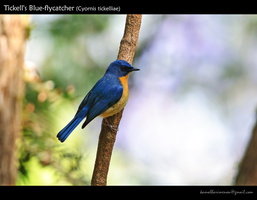 Tickell's-Blue-flycatcher-(Cyornis-tickelliae)-2
