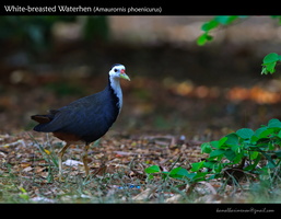 White-breasted-Waterhen-(Amaurornis-phoenicurus)-2
