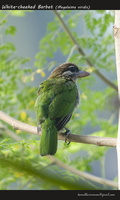 White-cheeked Barbet (Megalaima viridis)