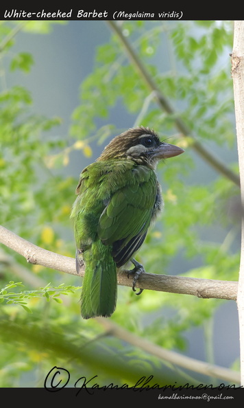 White-cheeked Barbet (Megalaima viridis).jpg