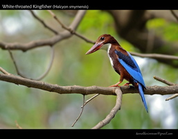 White-throated Kingfisher (Halcyon smyrnensis)