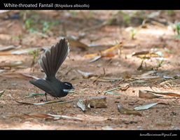 White-throated-Fantail-(Rhipidura-albicollis)