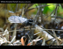 White-throated-Fantail-(Rhipidura-albicollis)-2