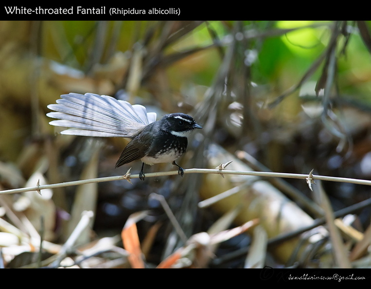 White-throated-Fantail-(Rhipidura-albicollis)-2.jpg