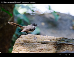 White-throated-Fantail-(Rhipidura-albicollis)-3