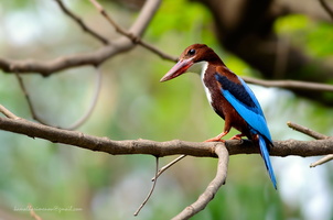 White-throated-Kingfisher