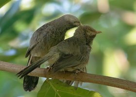 Yellow-billed-Babbler-(Turdoides-affinis)01