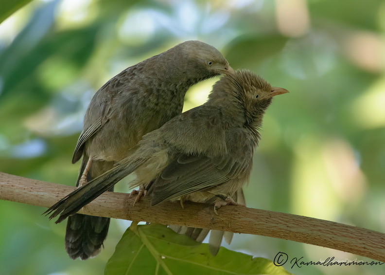 Yellow-billed-Babbler-(Turdoides-affinis)01.jpg