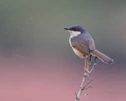 Ashy-Prinia-(Prinia-socialis)02