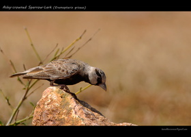 Ashy-crowned-Sparrow-Lark-(Eremopterix-griseus)-1