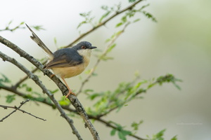 Ashy-Prinia-(Prinia-socialis)04