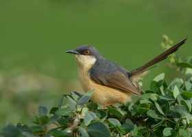 Ashy-Prinia-(Prinia-socialis)03
