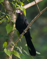 Asian-Koel-(Eudynamys-scolopaceus)