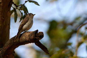 Asian-Brown-Flycatcher-(Muscicapa-dauurica)