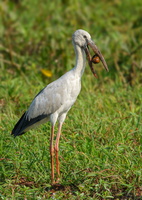 Asian-Openbill-(Anastomus-oscitans)01