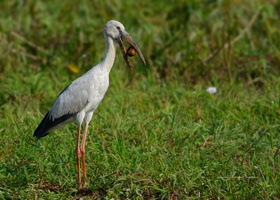 Asian-Openbill-(Anastomus-oscitans)02
