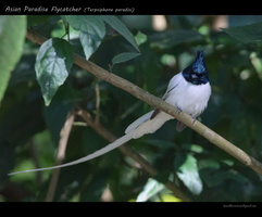 Asian-Paradise-Flycatcher-(Terpsiphone-paradisi)01 (1)