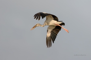 Asian-Openbill-(Anastomus-oscitans)-3 (1)