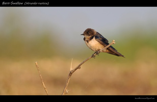 Barn-Swallow-(Hirundo-rustica)-2